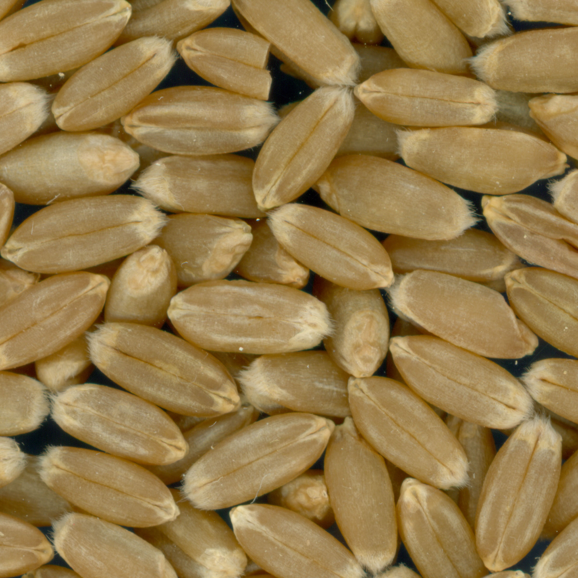 Click for 2 image(s) for this accession. KERNELS